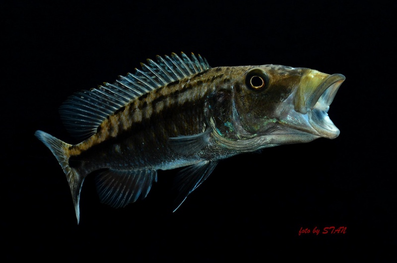 Tyrannochromis maculiceps